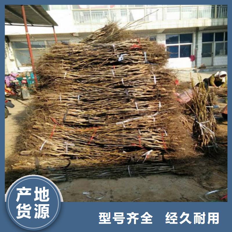 核桃苗梨树苗基地经验丰富质量放心