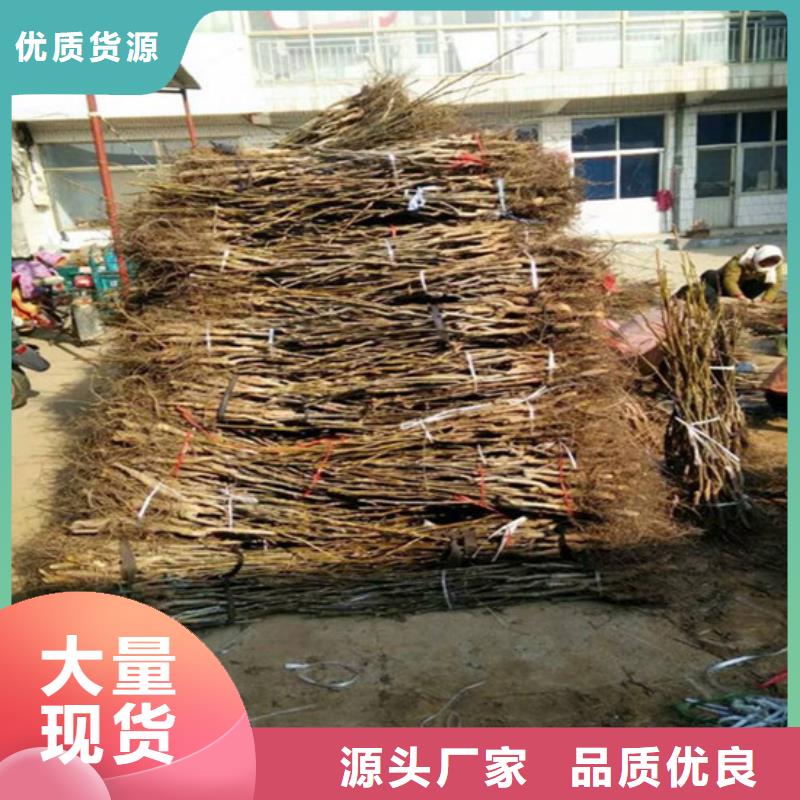 核桃苗毛蟠桃树苗基地口碑好实力强