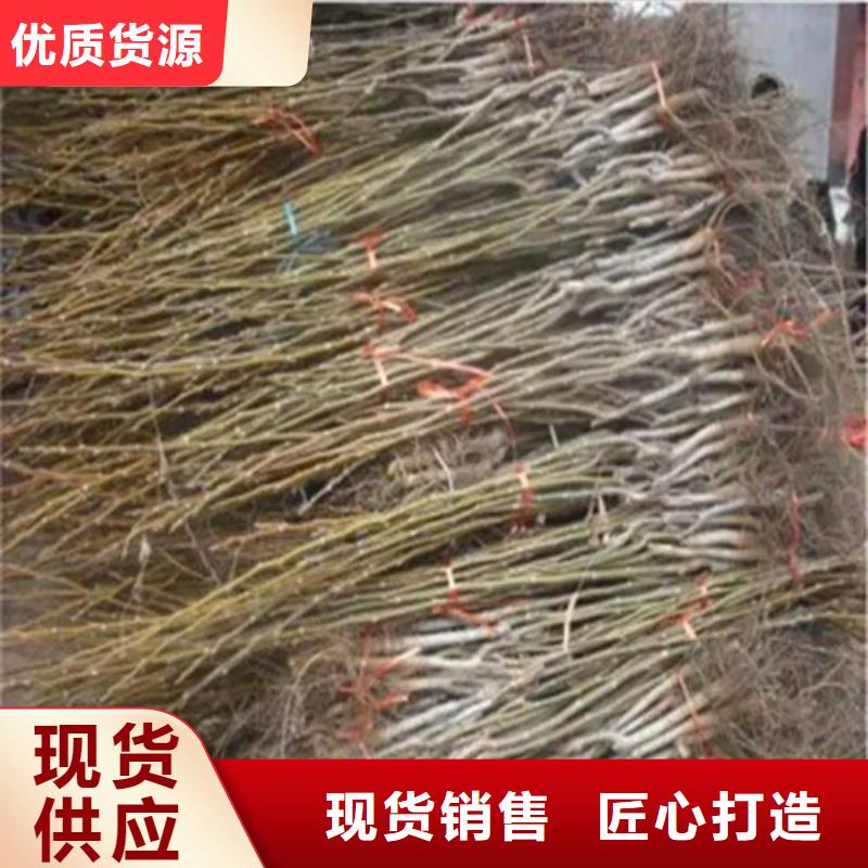 核桃苗_冬雪蜜桃树苗应用范围广泛