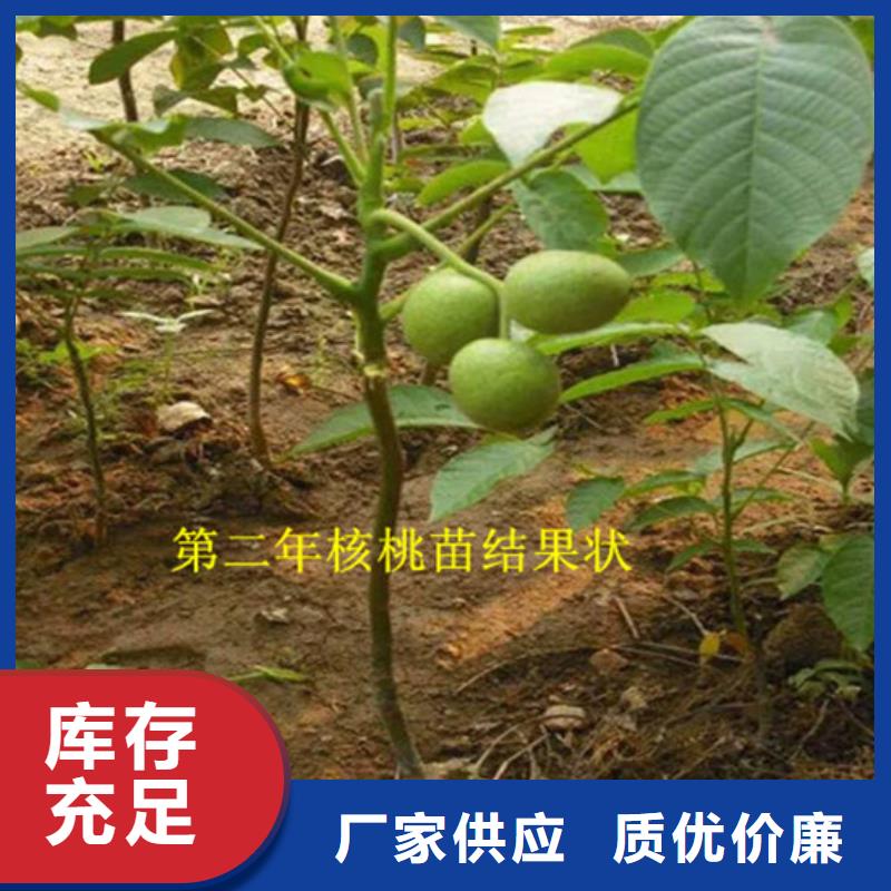 核桃苗【黑珍珠草莓苗】产地采购