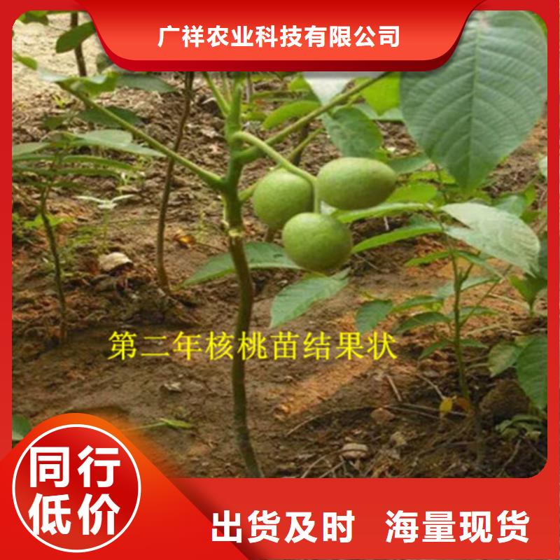 【核桃苗】珍珠枣油桃树苗定金锁价