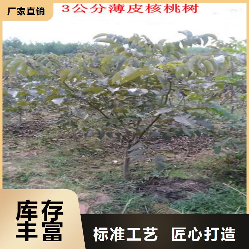 核桃苗樱桃苗基地定制零售批发