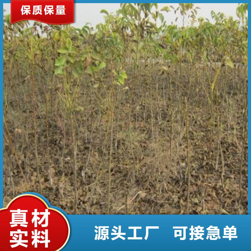 核桃苗【青苹果树苗】助您降低采购成本