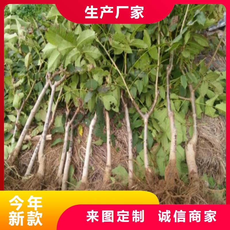 核桃苗黑珍珠草莓苗实力才是硬道理