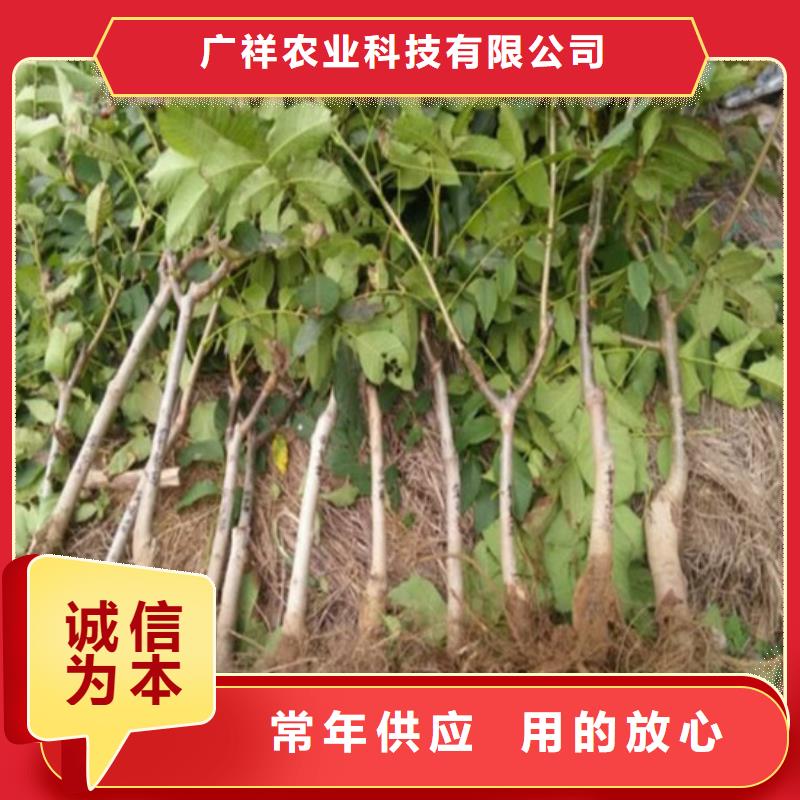 核桃苗【黑珍珠草莓苗】产地采购