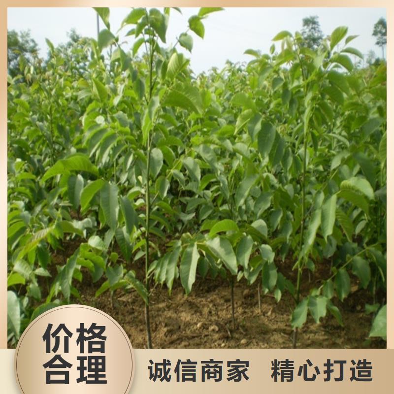 【核桃苗吉塞拉6号砧木物美价优】