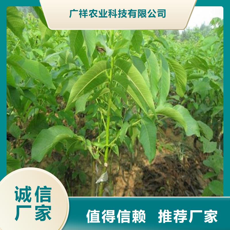 【核桃苗】果树苗厂家直销大量现货