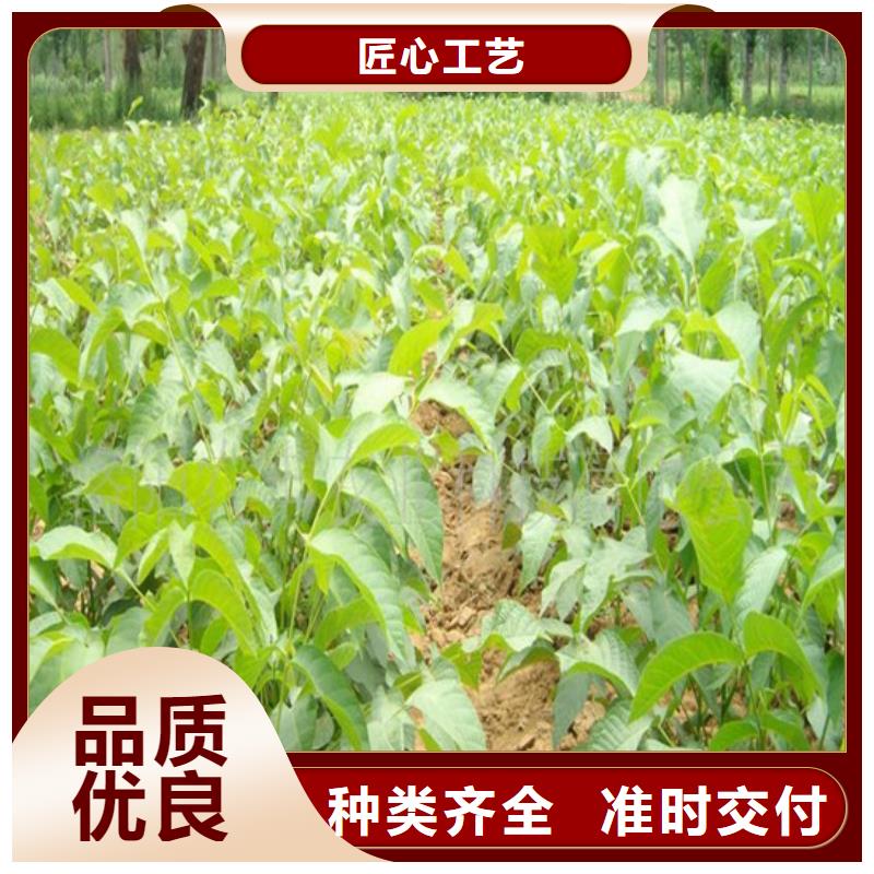 核桃苗果树苗信誉至上