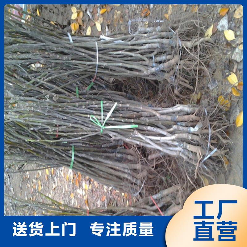 核桃苗【红蜜桃树苗】实力商家供货稳定