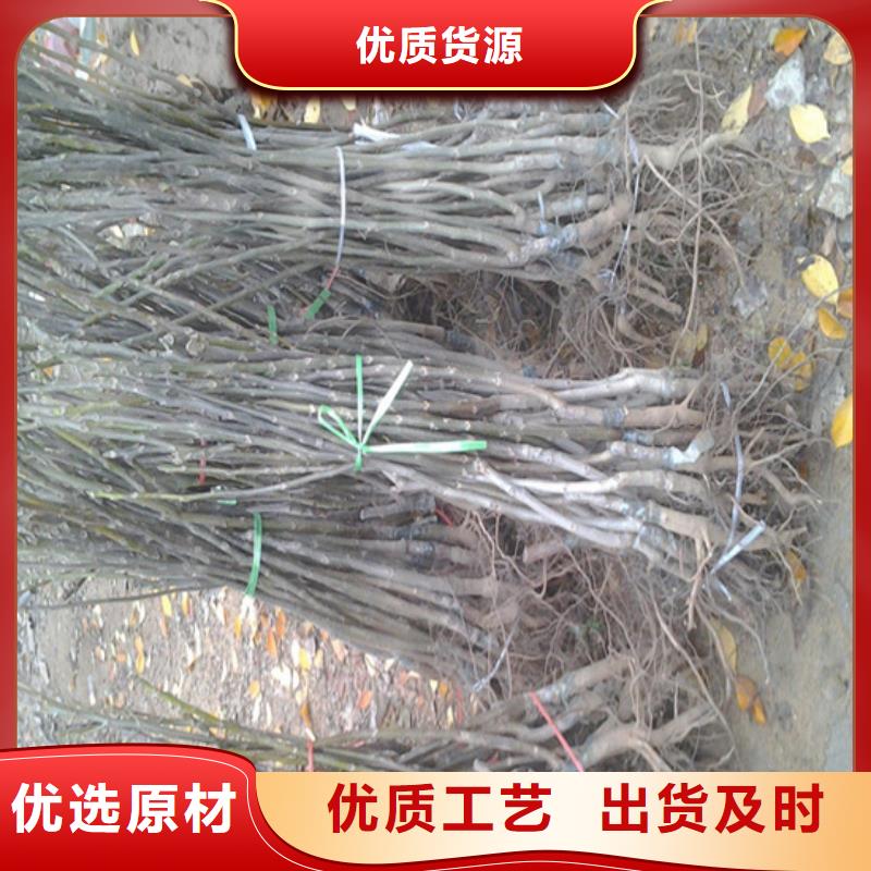 核桃苗梨树苗基地实地大厂