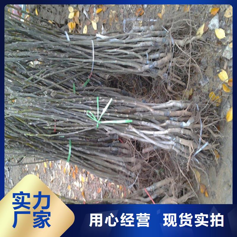 核桃苗苹果苗现货直供