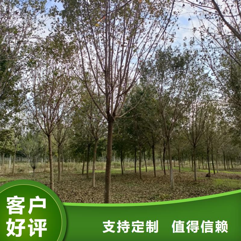 法桐_截杆发帽质量不佳尽管来找我