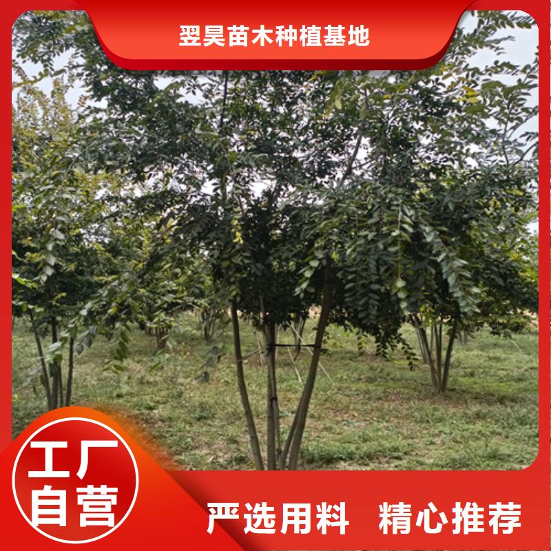 法桐金叶槐研发生产销售