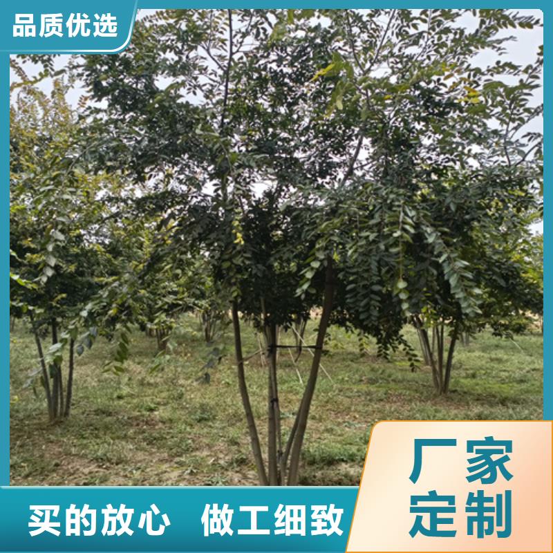 法桐金叶槐买的放心