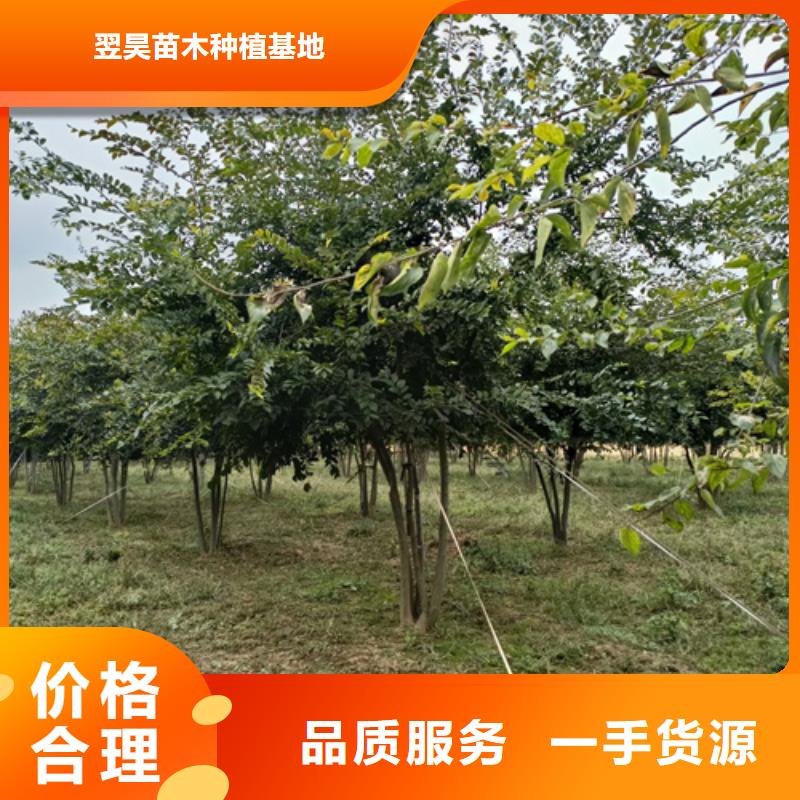 法桐五角枫源头把关放心选购
