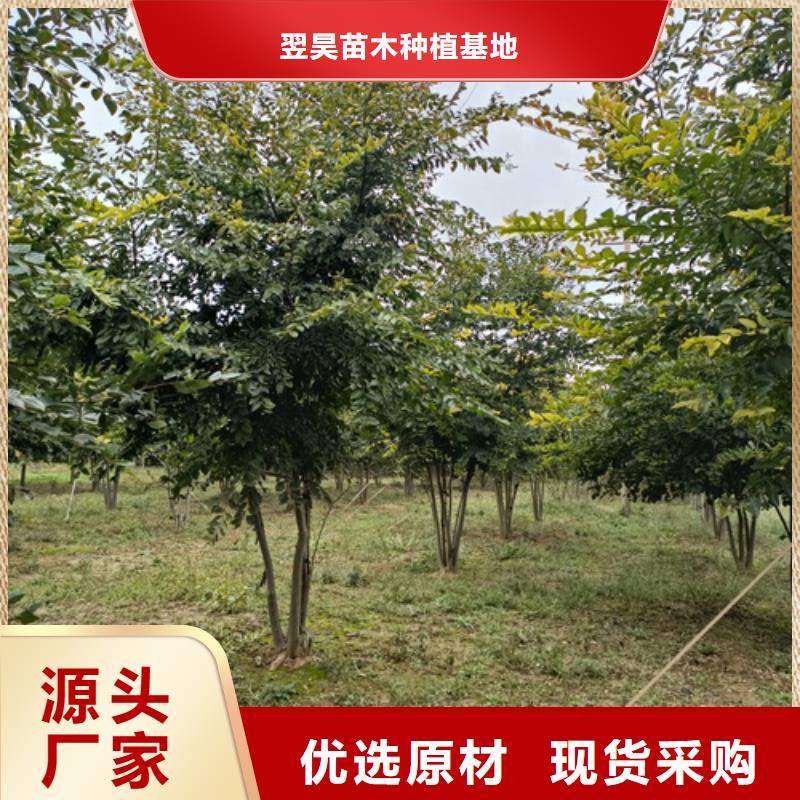 法桐黄金槐专业生产品质保证