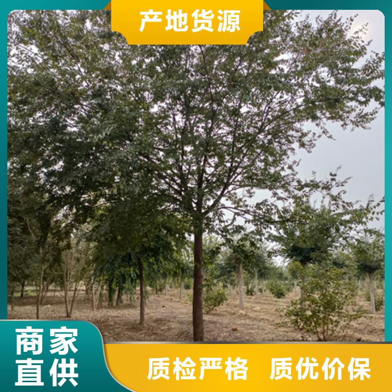 法桐金叶复叶槭厂家直销放心