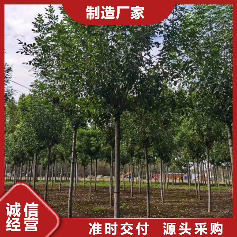 法桐_樱花售后无忧