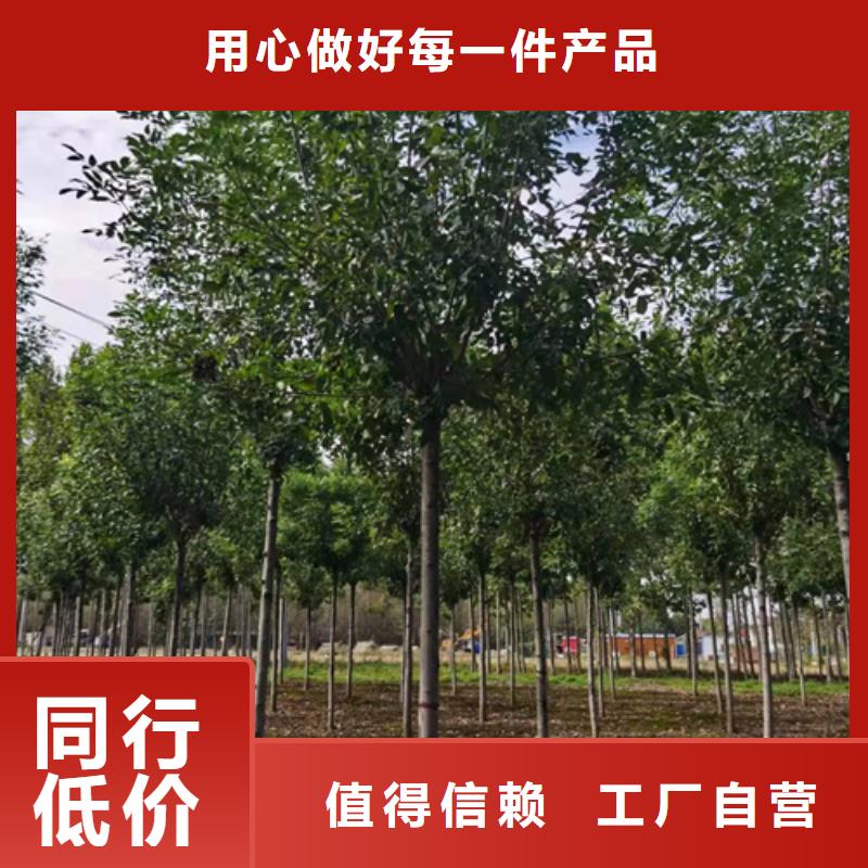 【法桐】金叶槐产品细节