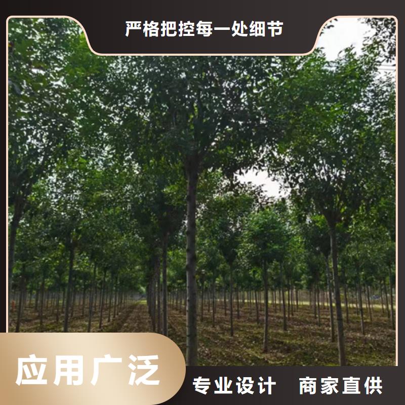 【法桐-国槐产地厂家直销】