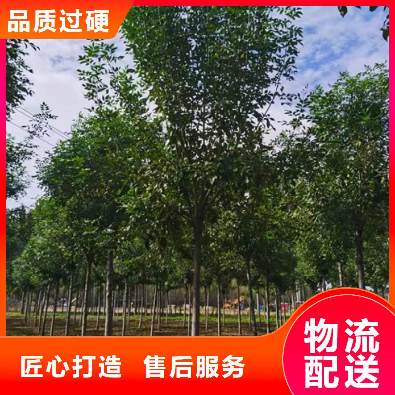 法桐黄金槐源厂供货