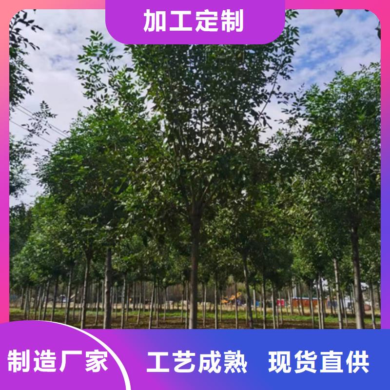 法桐【美国红枫】品质无所畏惧