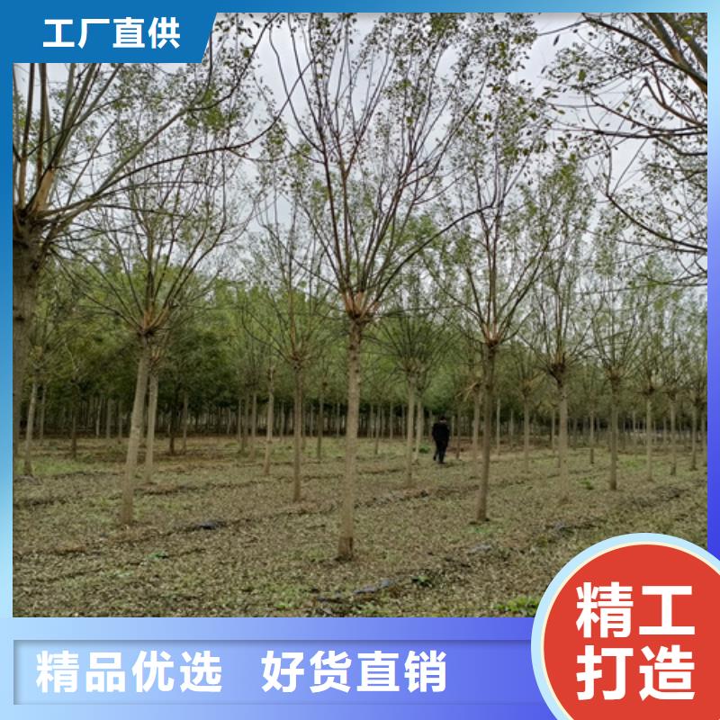 法桐黄金槐让客户买的放心