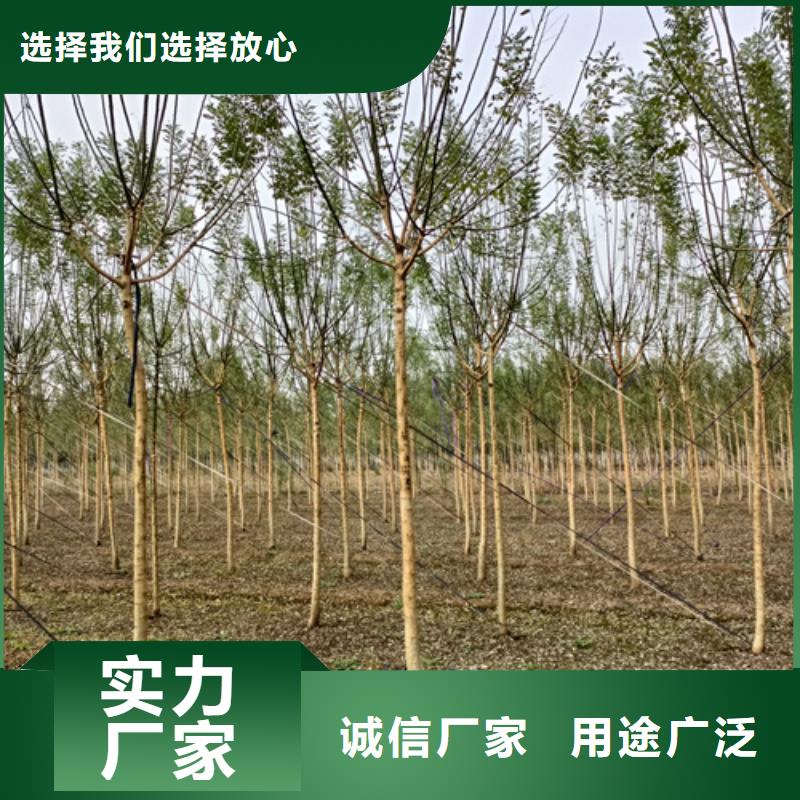 法桐白蜡品质优选