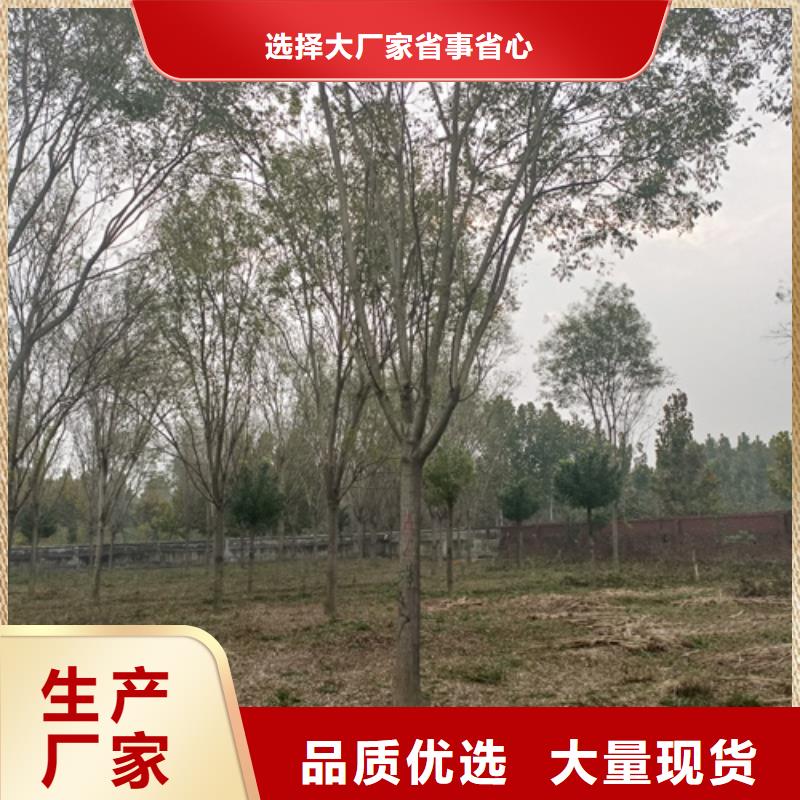 法桐【国槐】懂您所需