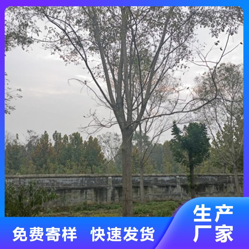 法桐采购