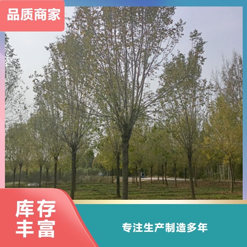 法桐同行低价