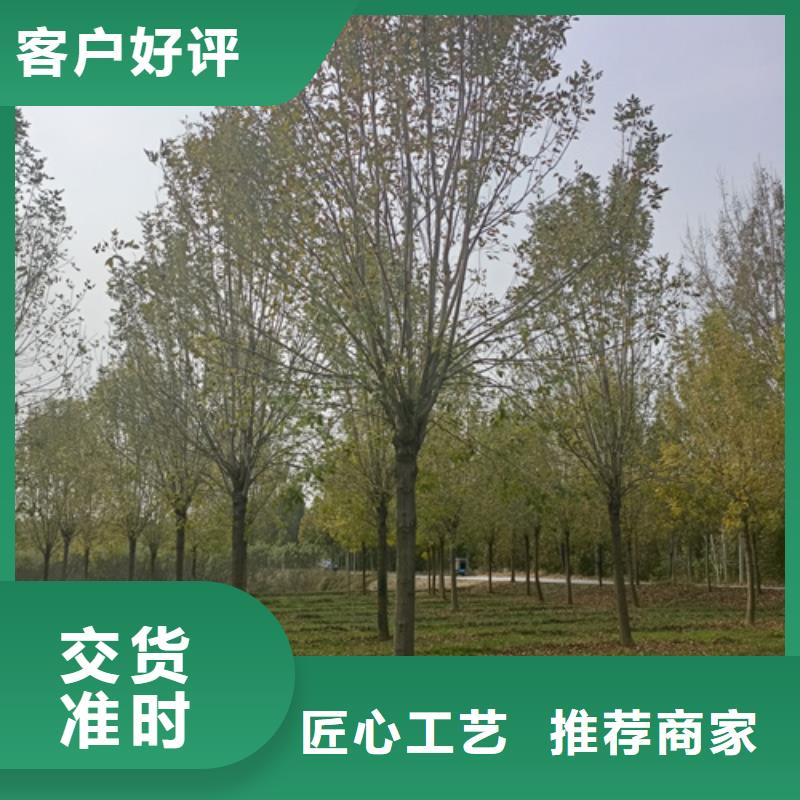 法桐西府海棠加工定制