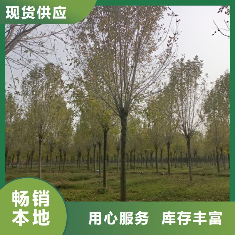 法桐原生冠法桐质检严格