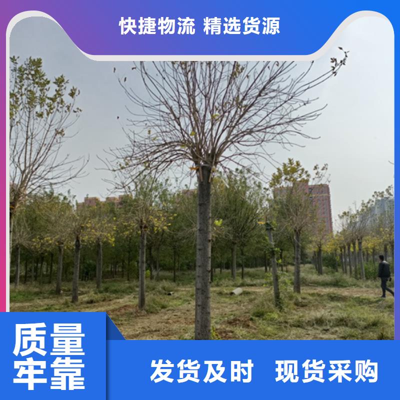 法桐白蜡产品细节参数