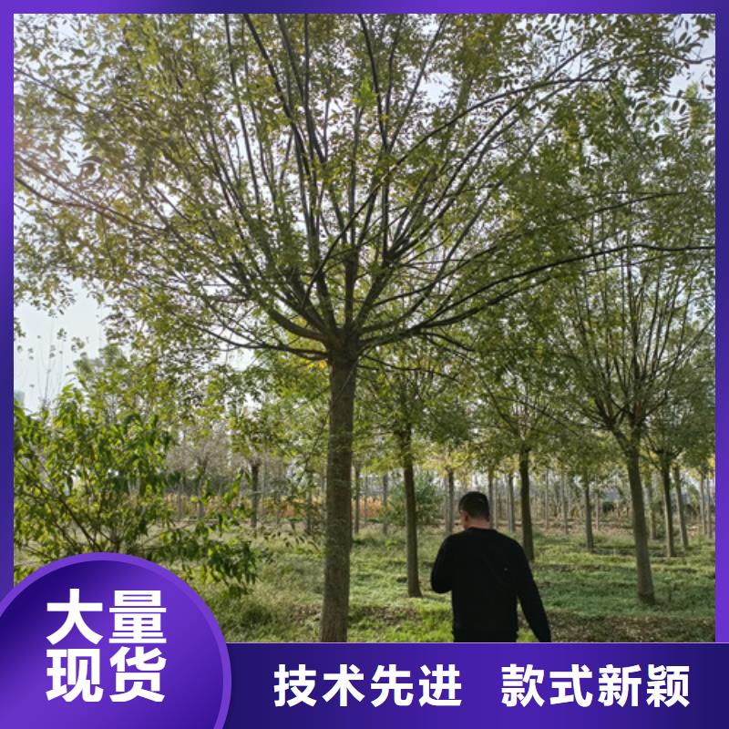 法桐美国红枫源头厂家量大价优
