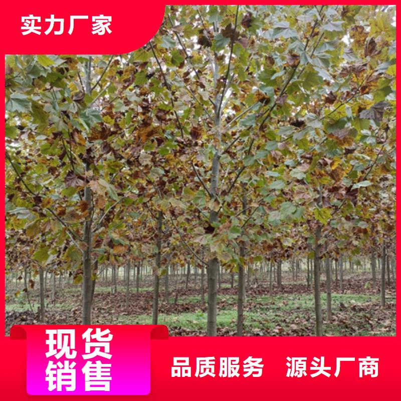 法桐秋紫白蜡自有生产工厂