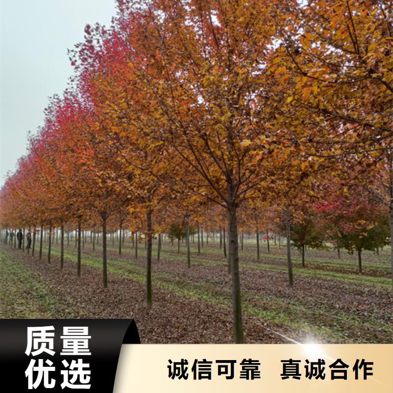 法桐美国红枫一件也发货