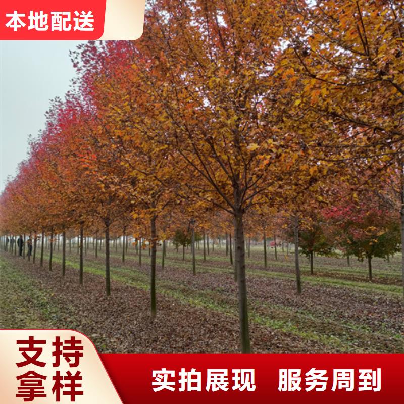 法桐,白蜡分类和特点