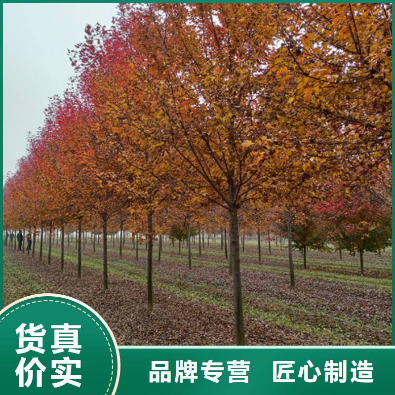 法桐白蜡实时报价
