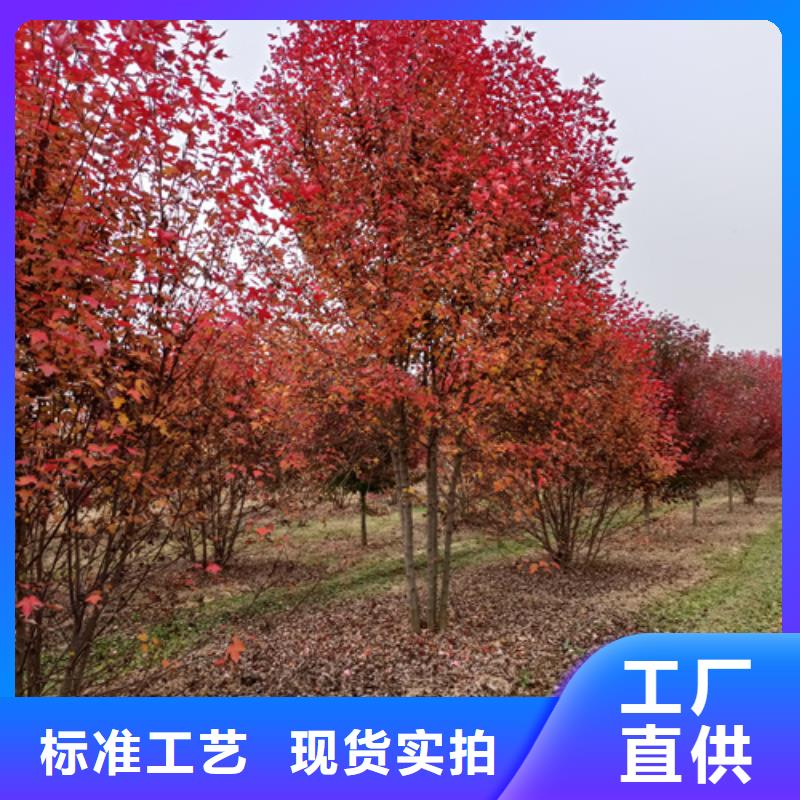 法桐市场报价
