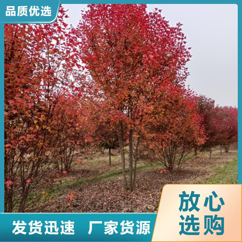 法桐金叶白蜡核心技术