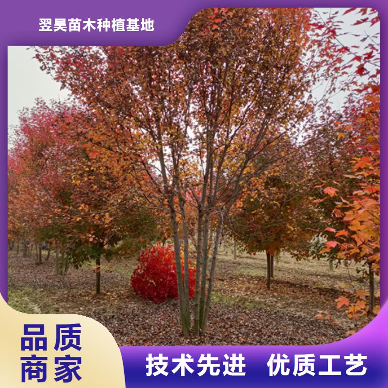 法桐截杆发帽源头工厂量大优惠
