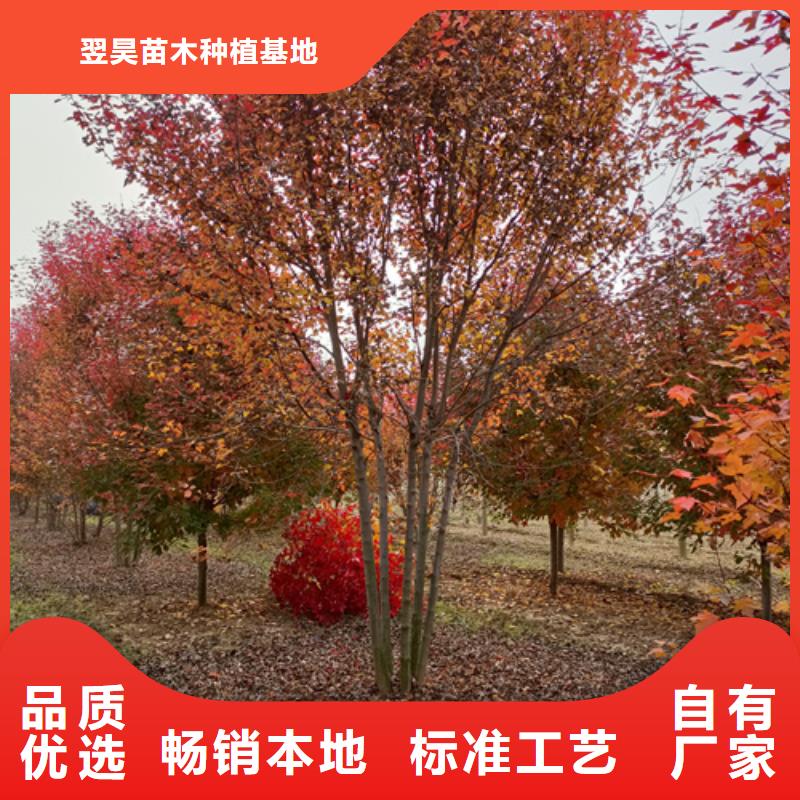 法桐国槐厂家直销