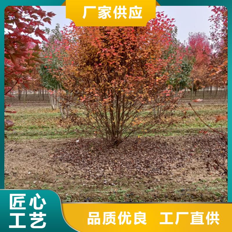 法桐国槐直销厂家