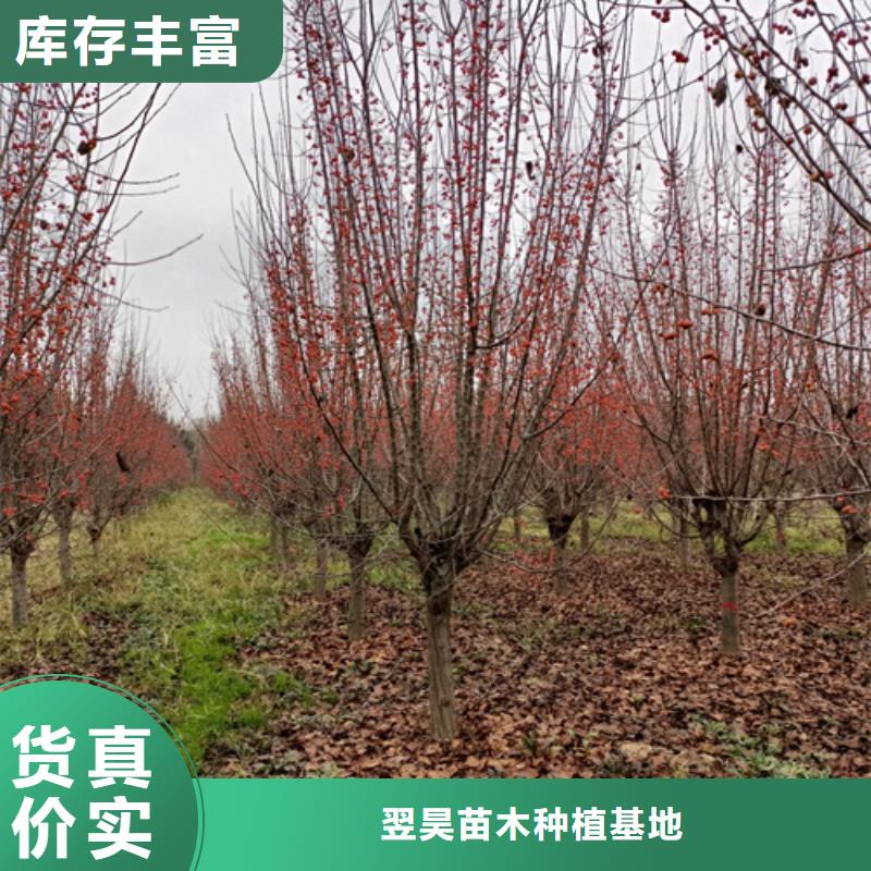 法桐_五角枫细节之处更加用心
