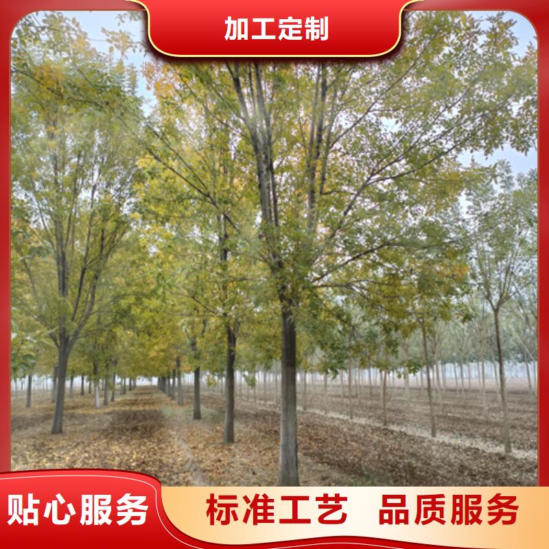 法桐原生冠法桐质量无忧