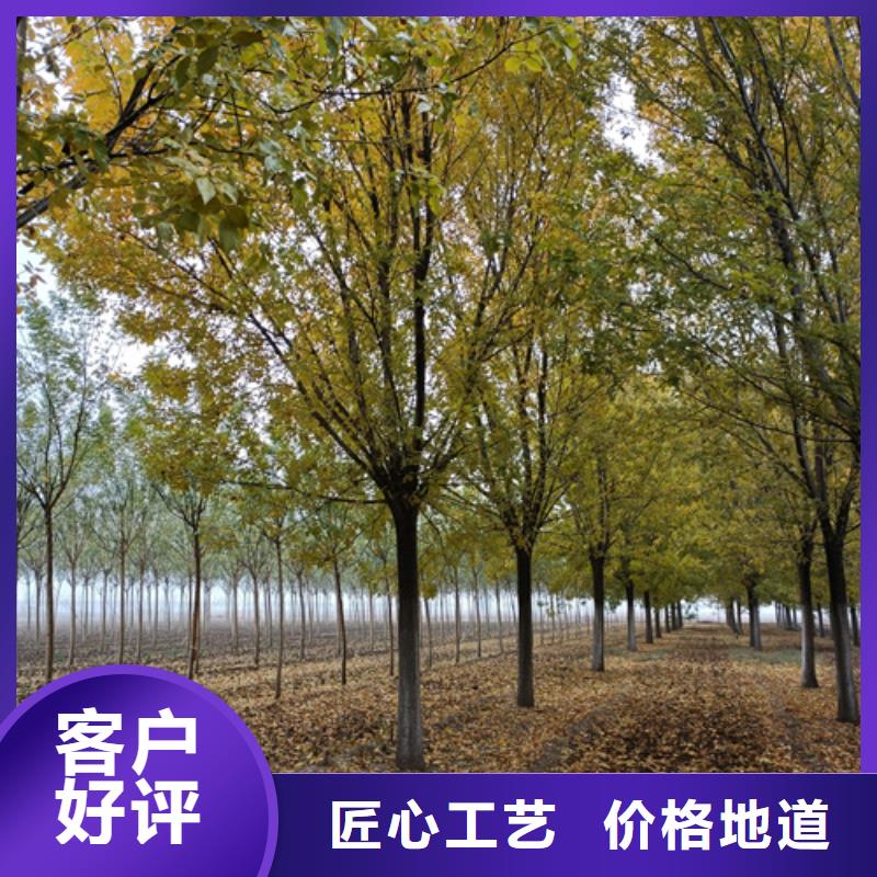 【法桐源头厂家量大价优】