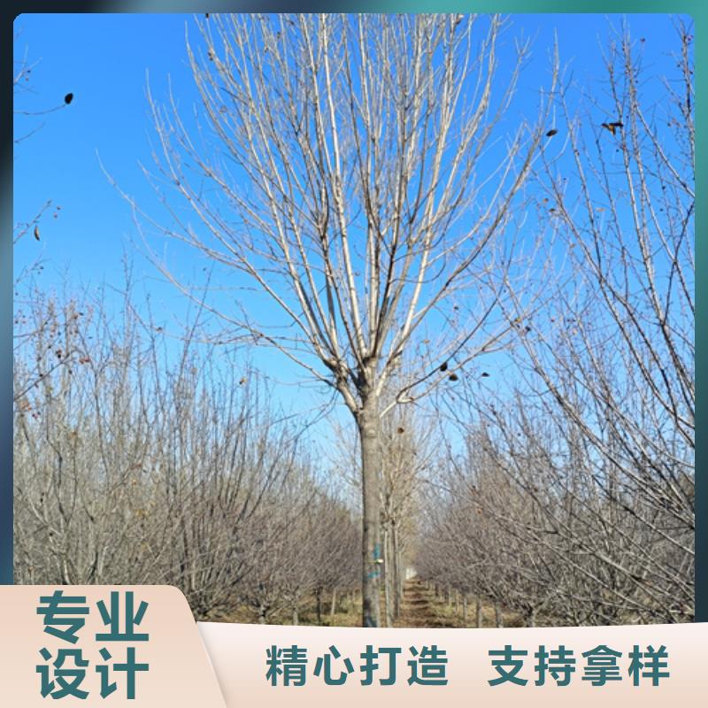 法桐金叶槐专注细节更放心