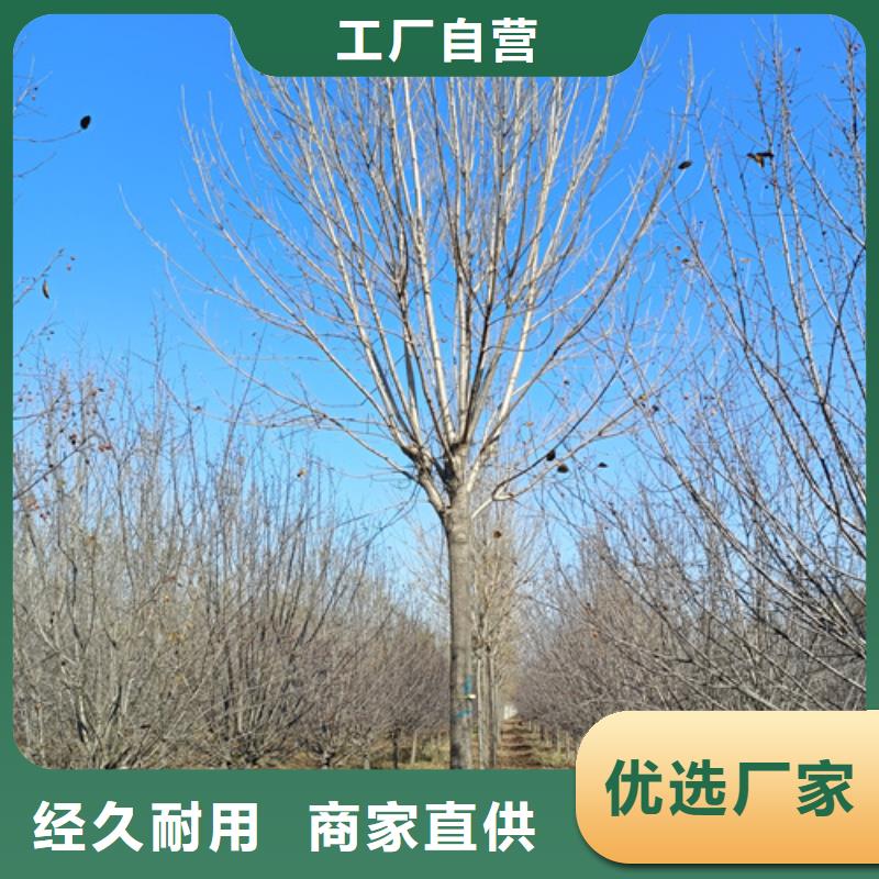 法桐美国红枫优选货源