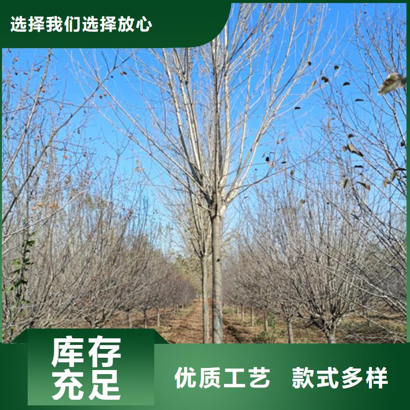 【法桐】北京栾定制不额外收费